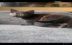 Mixed Breed cats for sale: Two female kittens for forever homes  - Image 1