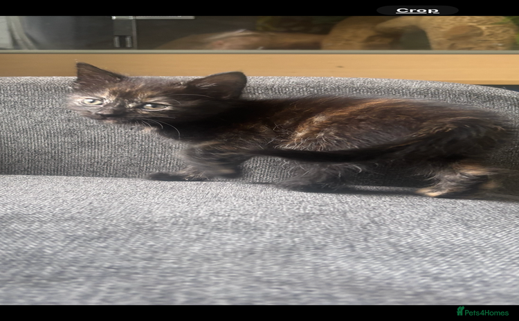 Mixed Breed cats - Advert 9