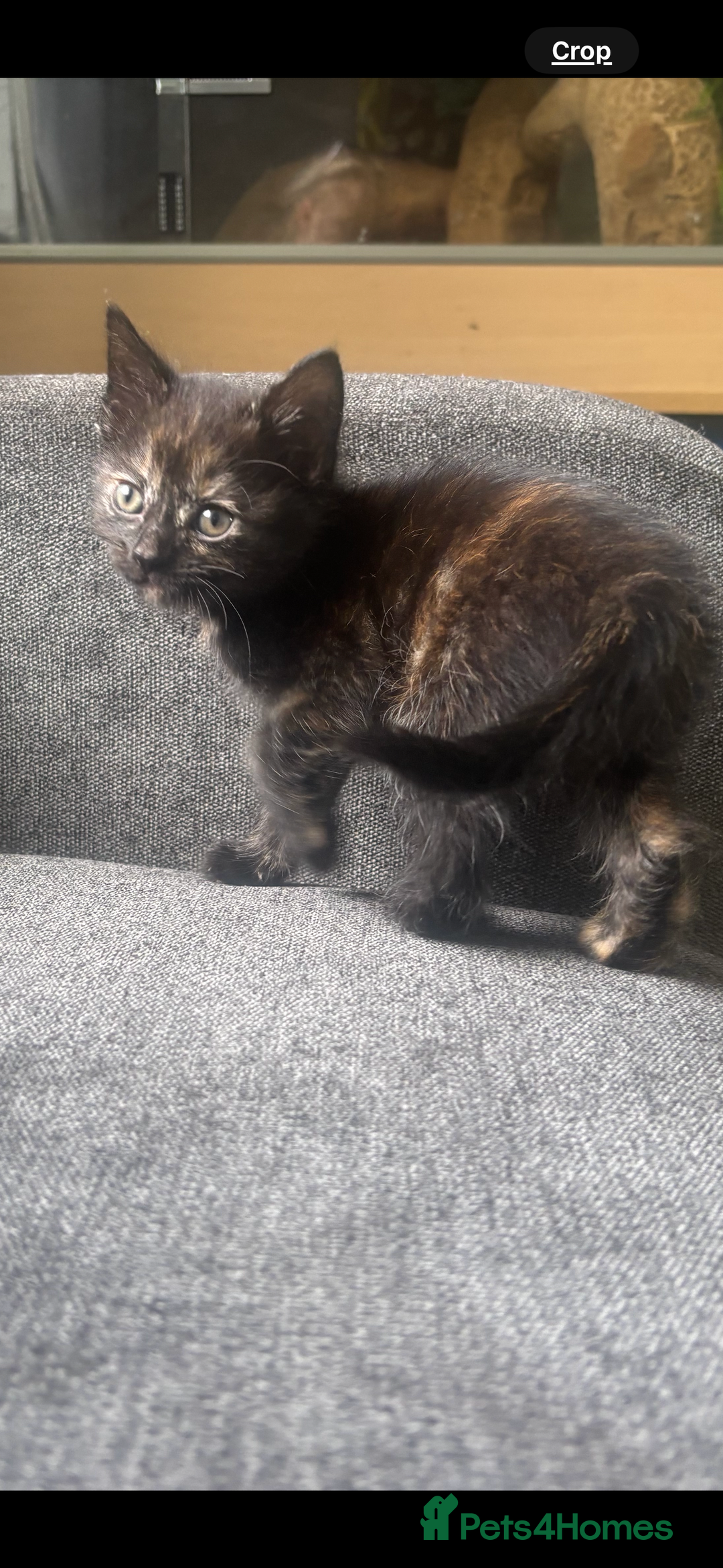 Mixed Breed cats for sale: Two female kittens for forever homes  - Image 1