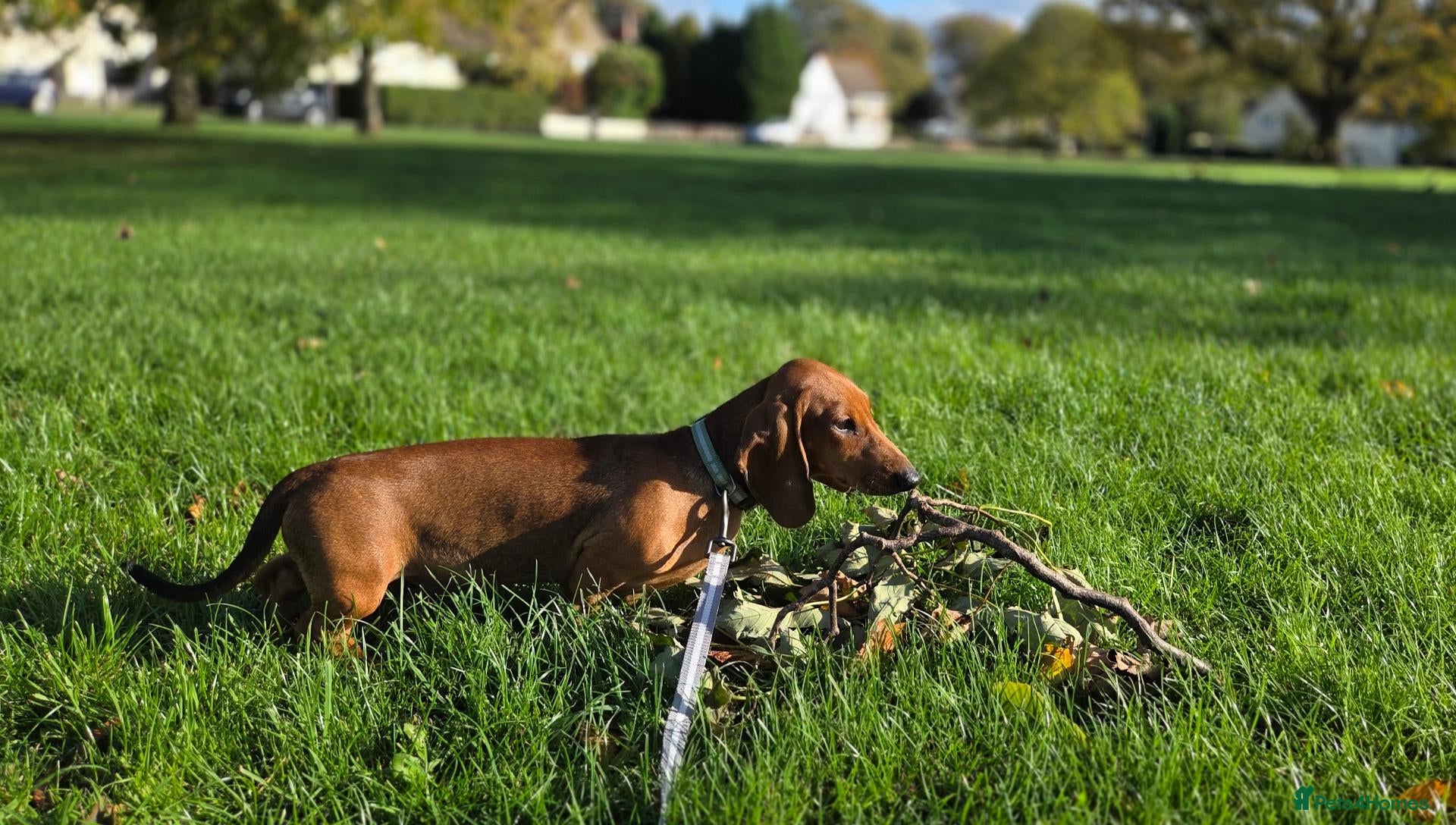 Dachshund dogs for sale: Standard Dachshund KC registered puppies - Advert 11