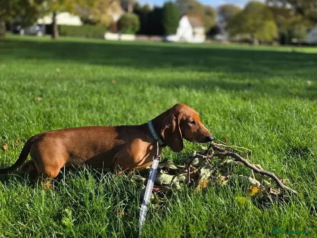 Dachshund dogs for sale: Standard Dachshund KC registered puppies - Advert 11