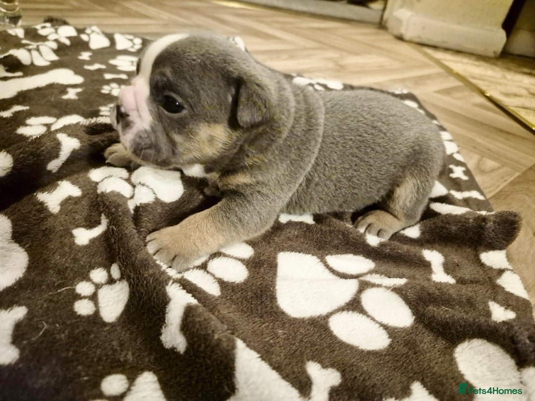 English Bulldog dogs for sale: English bulldogs! SERIOUS DNA  - Image 4