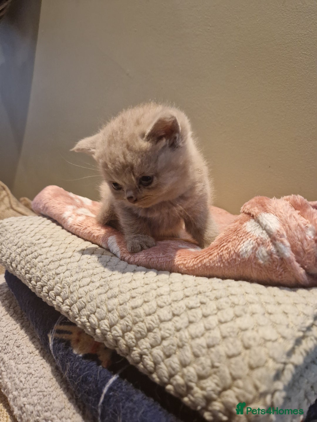 British Shorthair cats for sale: Blue and lilac British shorthair kittens  - Image 5
