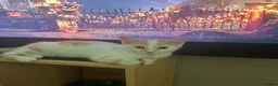 Domestic Shorthair cats for sale: Beautiful 13 week old male kitten needs new home. - Advert 5