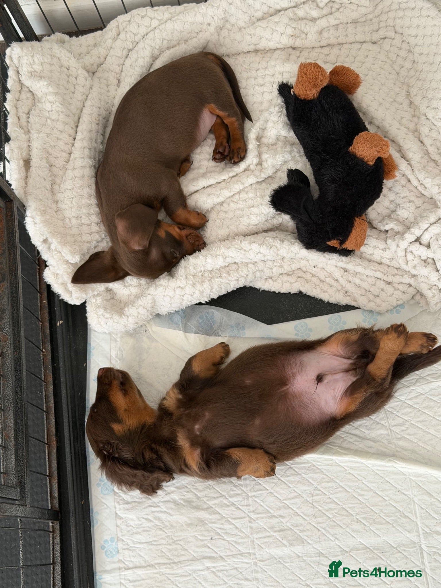 Dachshund dogs Miniature Dachshund Puppies  - Advert 2