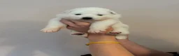 Samoyed dogs for sale: Beautiful bear-faced Samoyeds from homebred litter - Advert 4