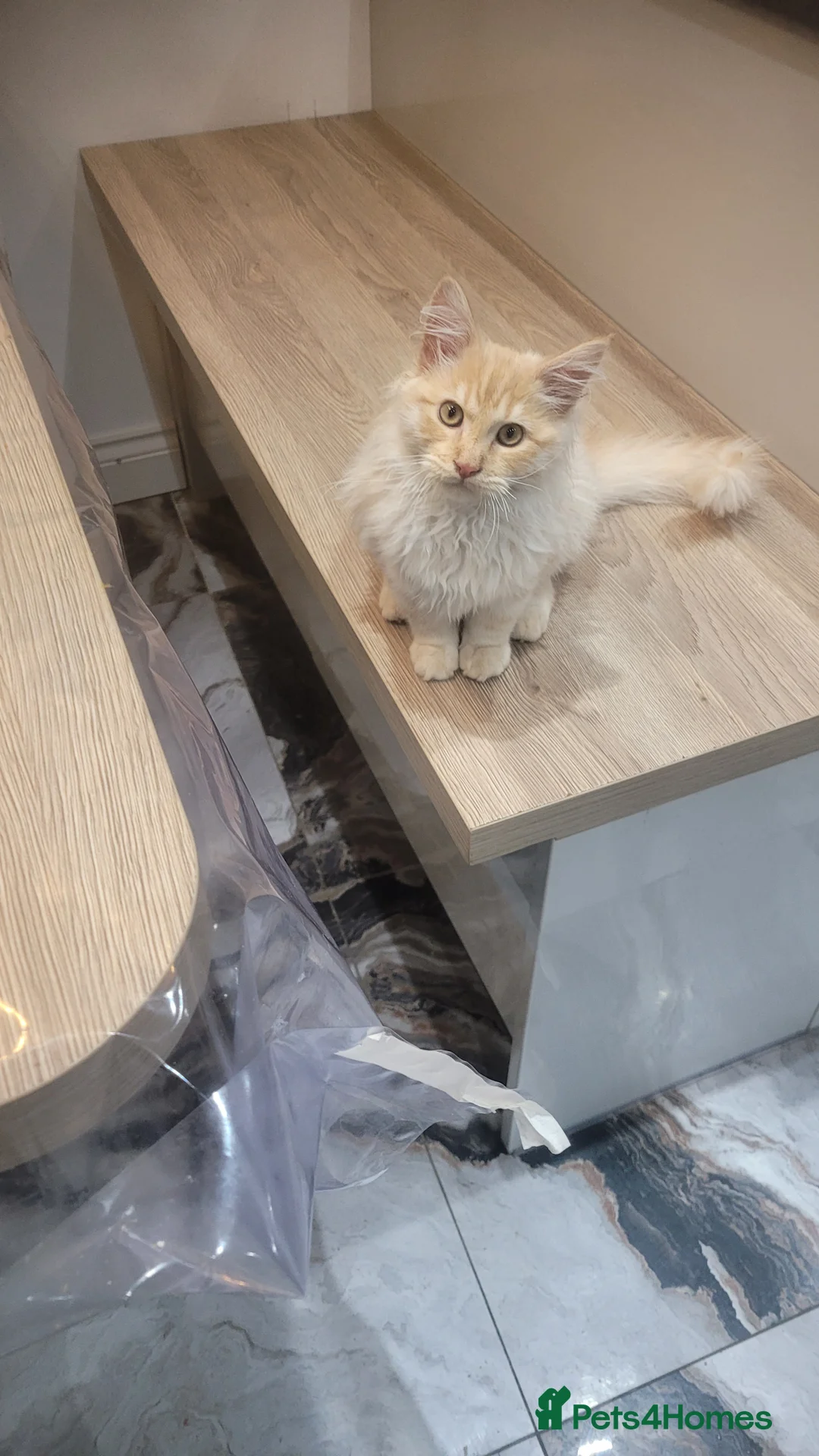 Maine Coon cats for sale: Full breed maine coon in Walsall - Advert 3