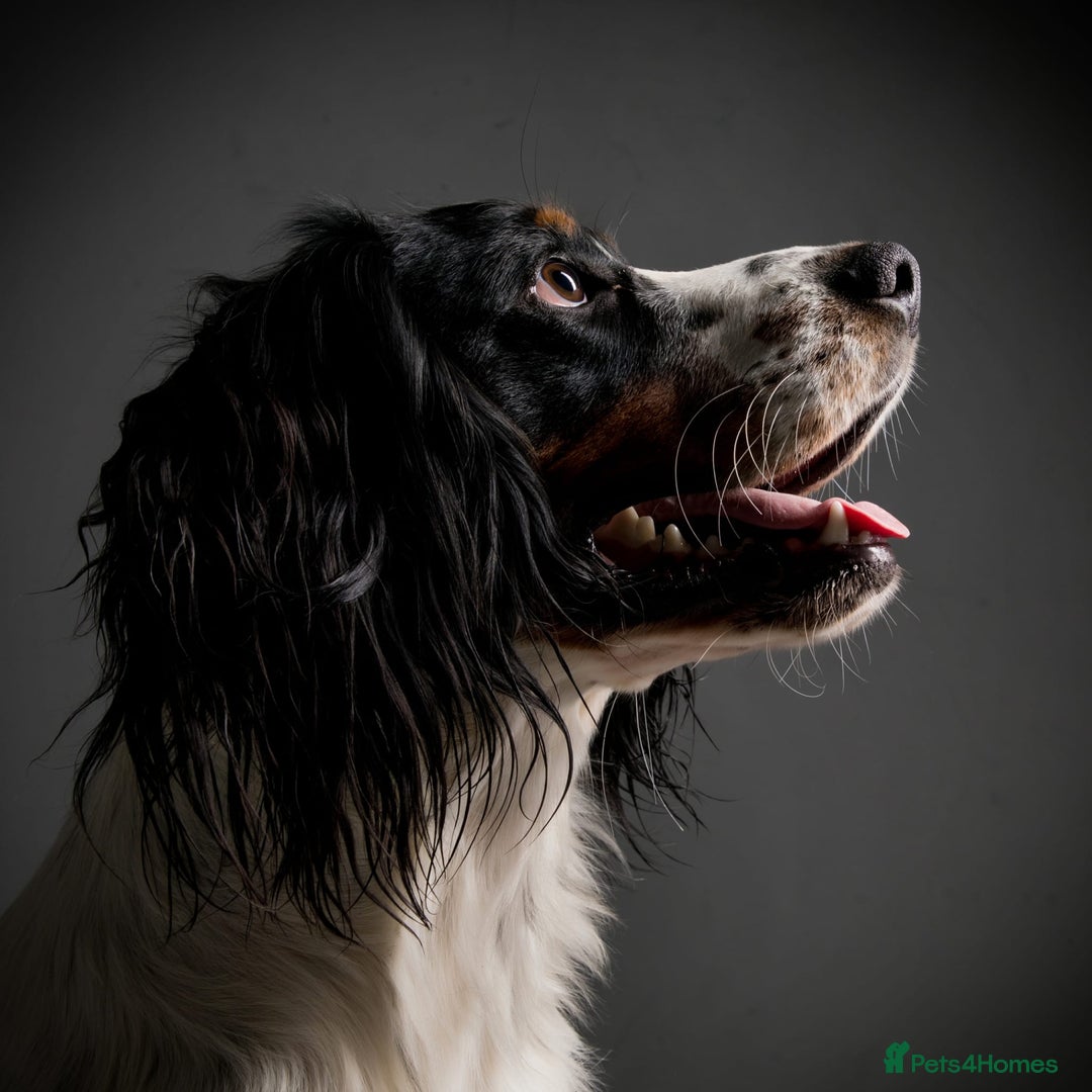 Mixed Breed dogs for sale: Sprocker puppies ready 10th Jan - Advert 6