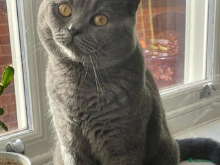 British Shorthair cats in Birmingham - Advert 17