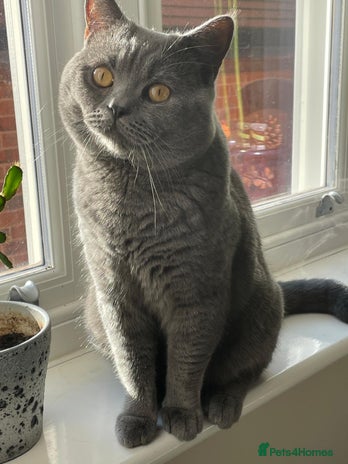 British Shorthair cats British shorthair blue for stud in Birmingham - Advert 6