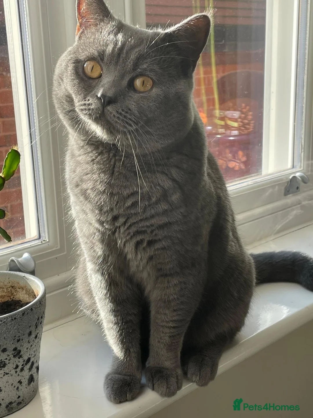 British Shorthair cats for stud: British shorthair blue for stud in Birmingham - Advert 1