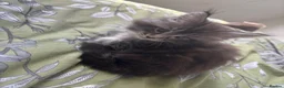 Maine Coon cats for sale: Gorgeous kittens ready soon - Advert 1