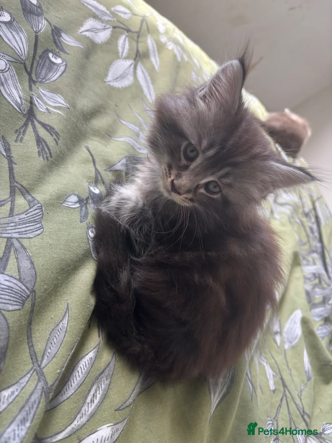 Maine Coon cats for sale: Gorgeous kittens ready soon - Advert 1
