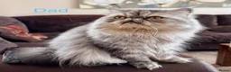 Persian cats for sale: 6 affectionate full Persian kittens ready now - Advert 3