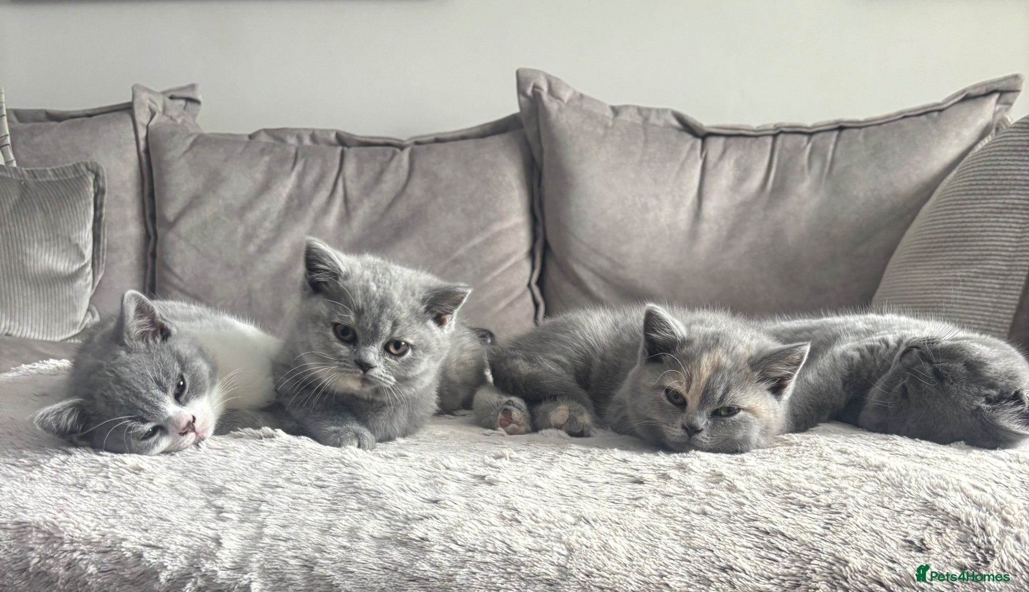 British Shorthair cats 🏆 Champion bloodlines, Beautiful BSh kittens   - Advert 3
