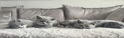 British Shorthair cats for sale: 🏆 Champion bloodlines, Beautiful BSh kittens   - Advert 1