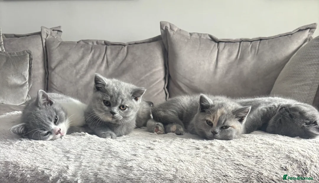 British Shorthair cats for sale: 🏆 Champion bloodlines, Beautiful BSh kittens   - Advert 1