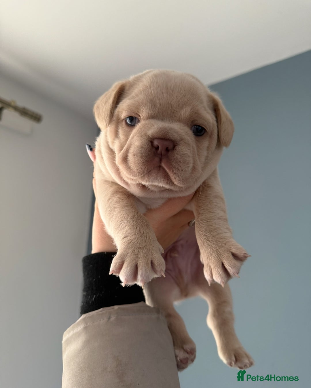 French Bulldog dogs for sale: Isabella  **  French bulldog puppy - Advert 2