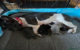 French Bulldog dogs for sale: 5 beautiful healthy French bulldogs. - Image 11