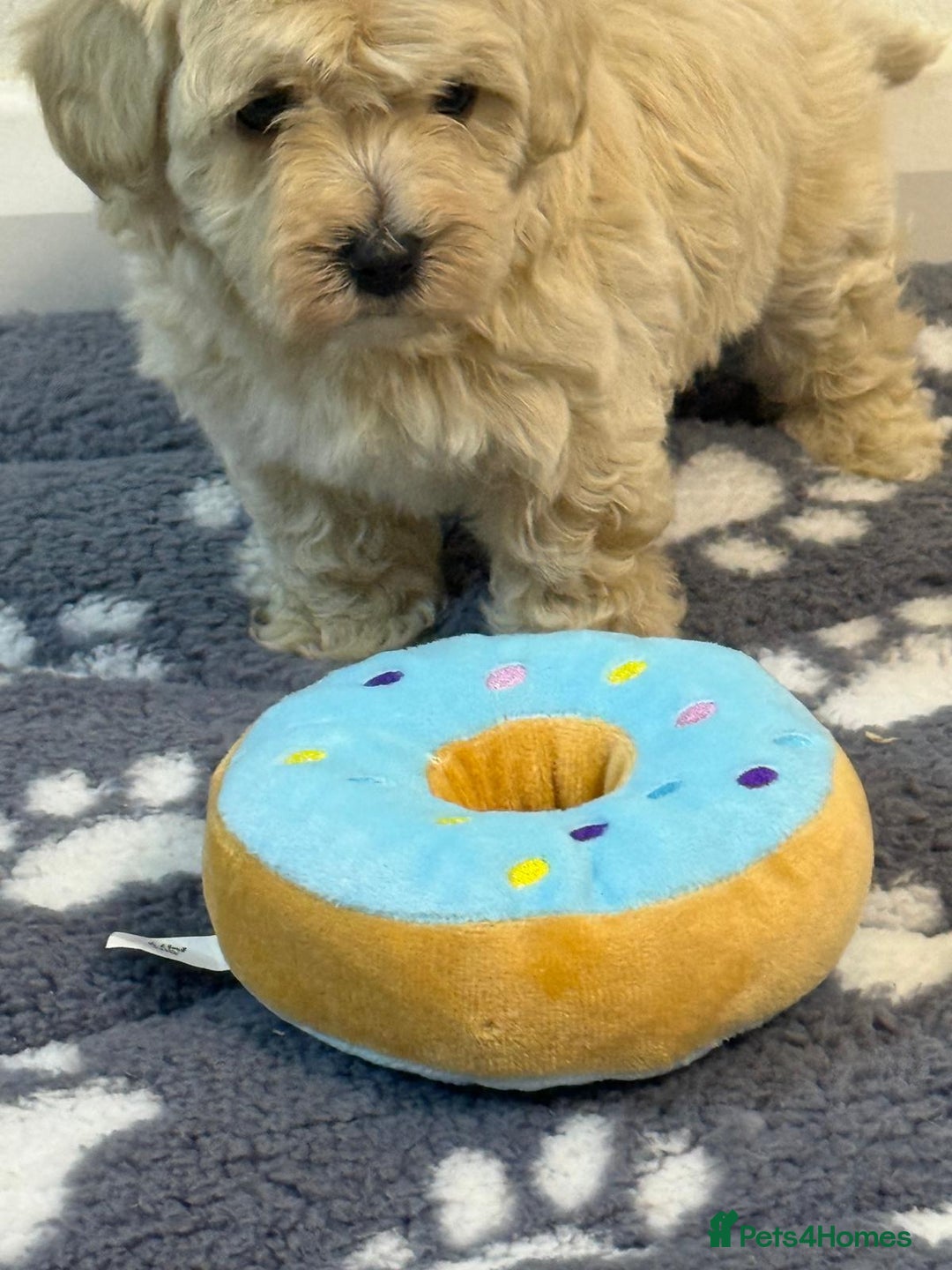 Maltipoo dogs for sale: Maltipoo puppies  - Advert 27