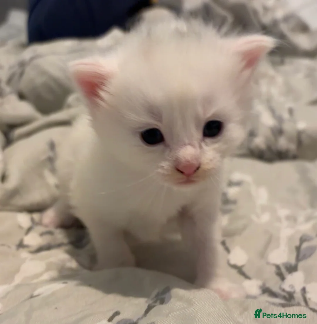 Maine Coon cats for sale: Maine coon cross kittens - Advert 2