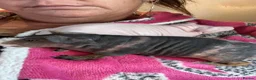Guinea Pig rodents for sale: Beautiful skinny pig girls  - Advert 4