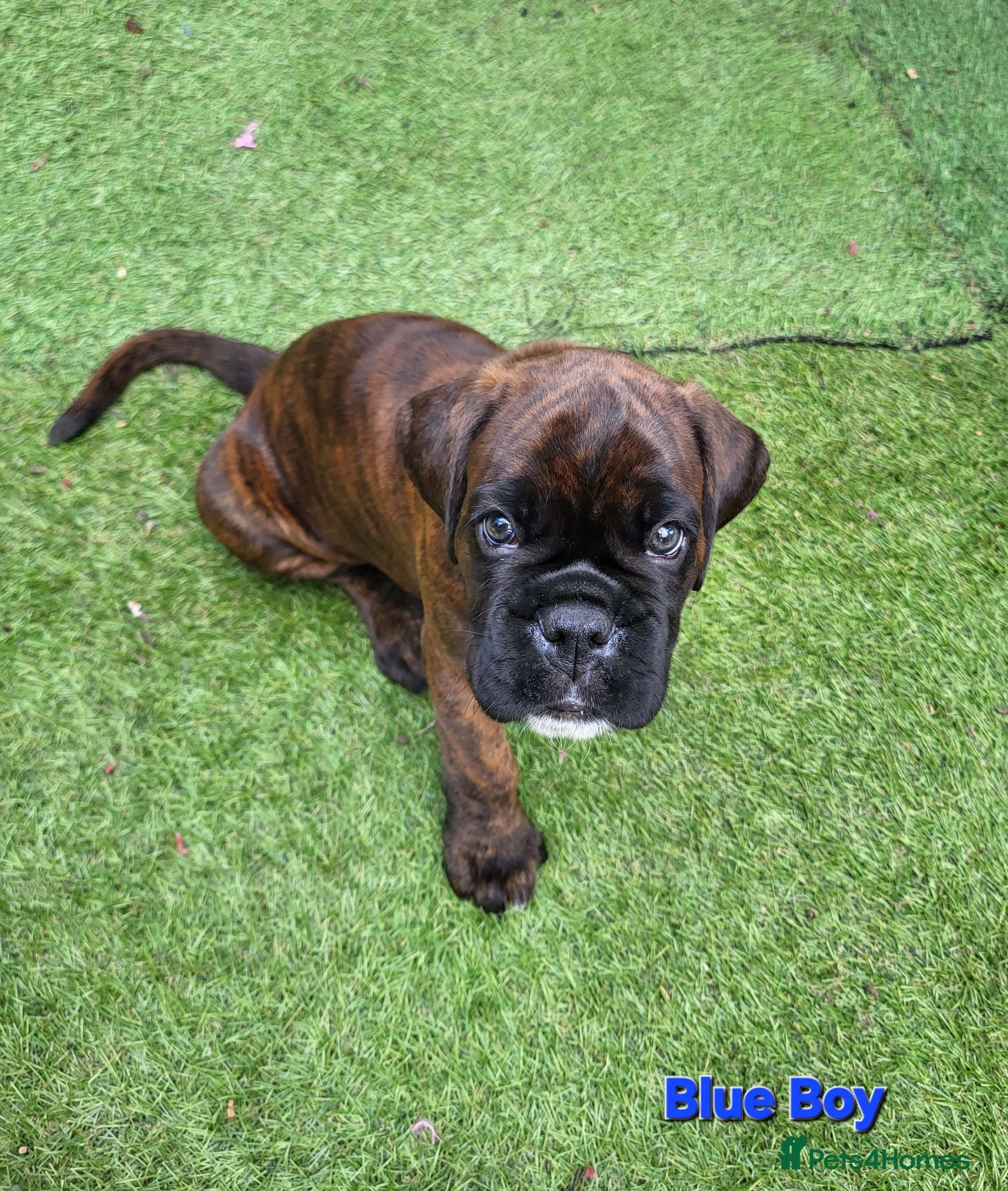 Boxer dogs Amazing bobtail/ tailed boxer puppy - Advert 6