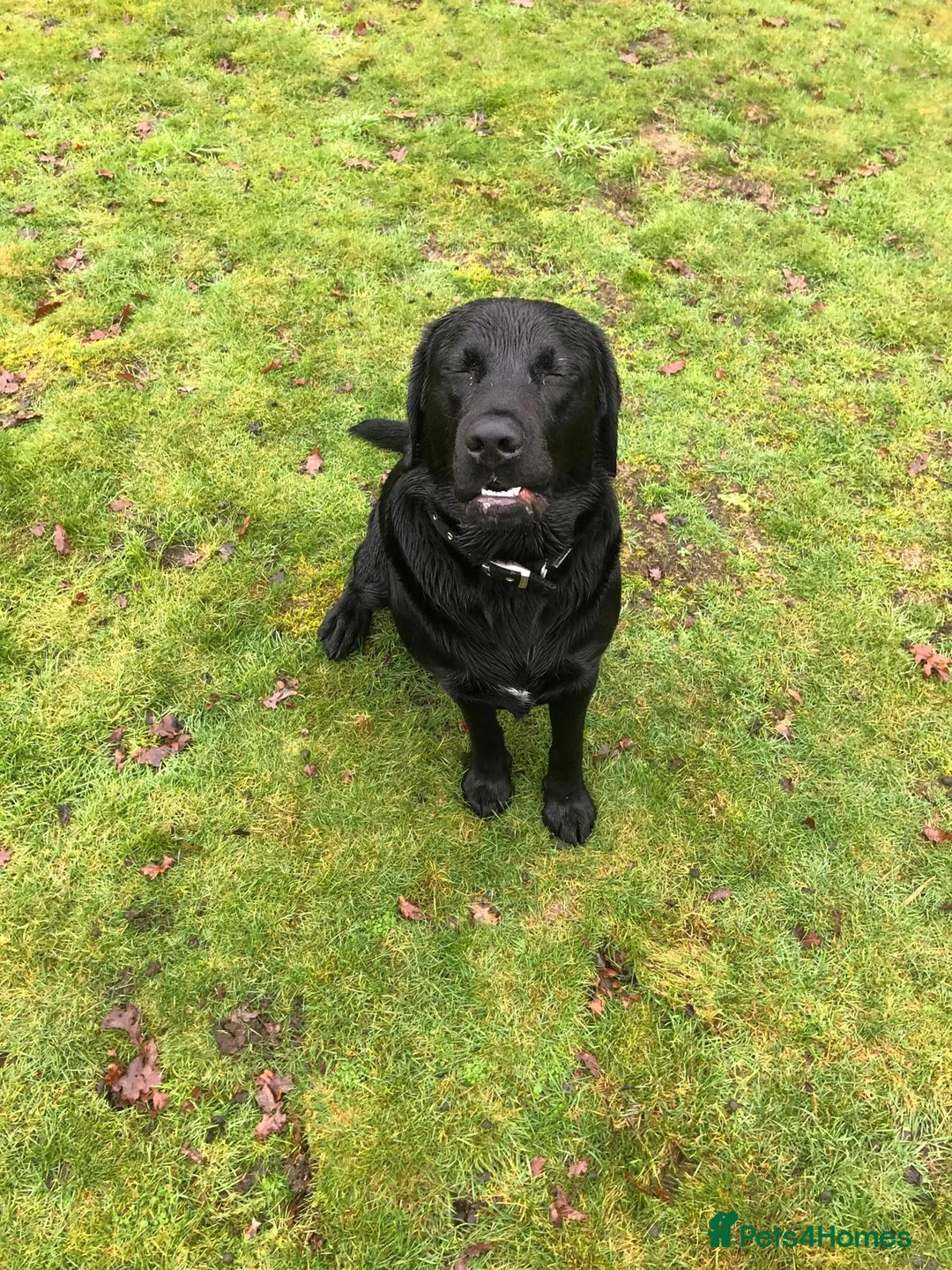 Labrador Retriever dogs for stud: Labrador retriever for stud - Advert 2