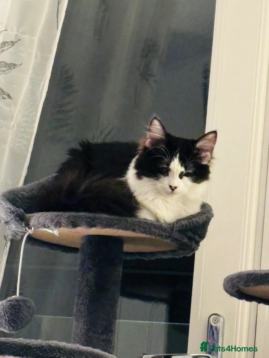 Mixed Breed cats for sale: Black & White Female - Advert 1