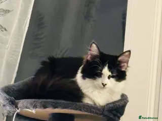 Mixed Breed cats Black & White Female - Advert 3