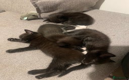 Mixed Breed cats for sale: 2 female kittens 1 male kitten for sale  - Image 18
