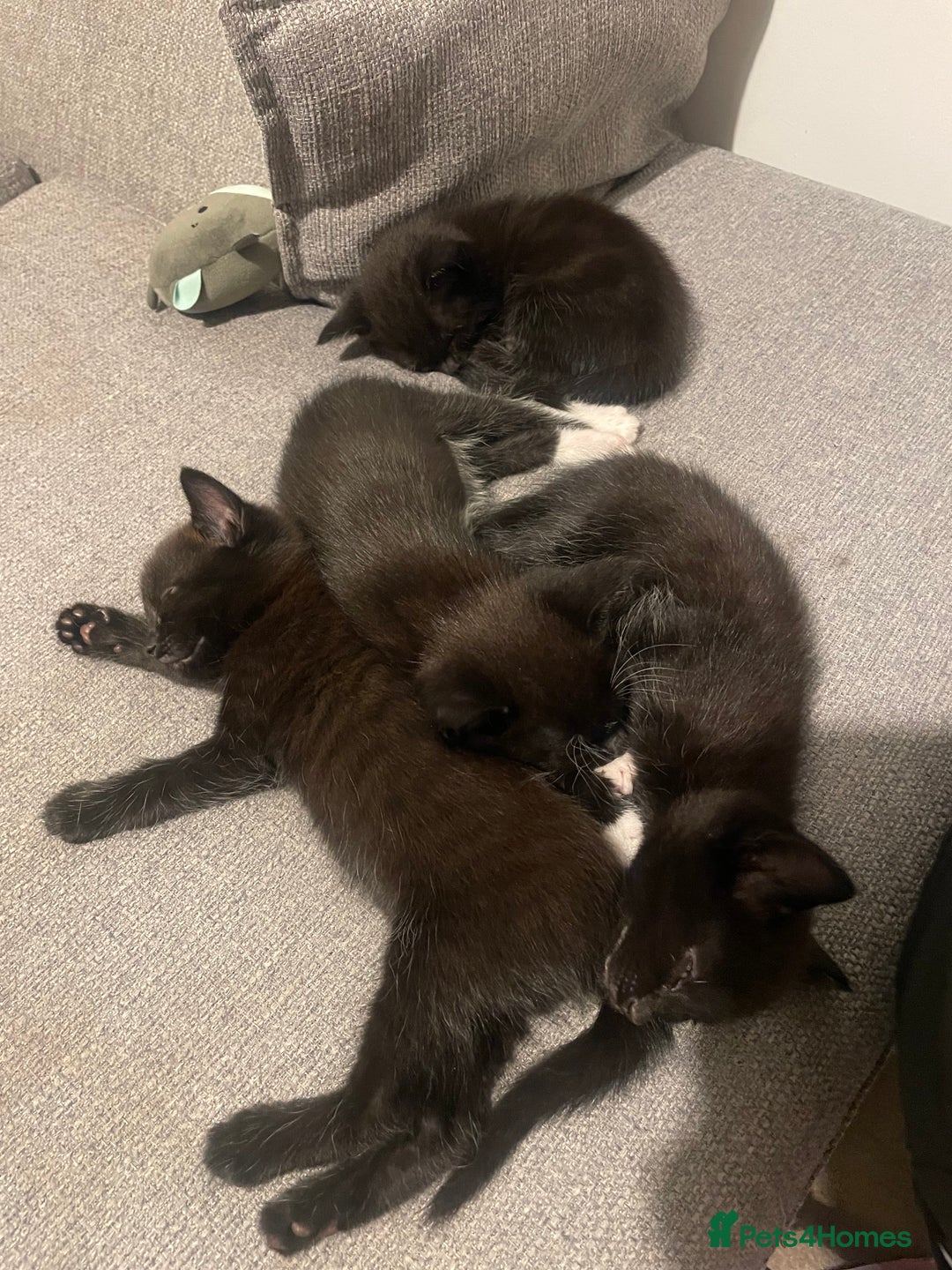 Mixed Breed cats for sale: 2 female kittens 1 male kitten for sale  - Image 18