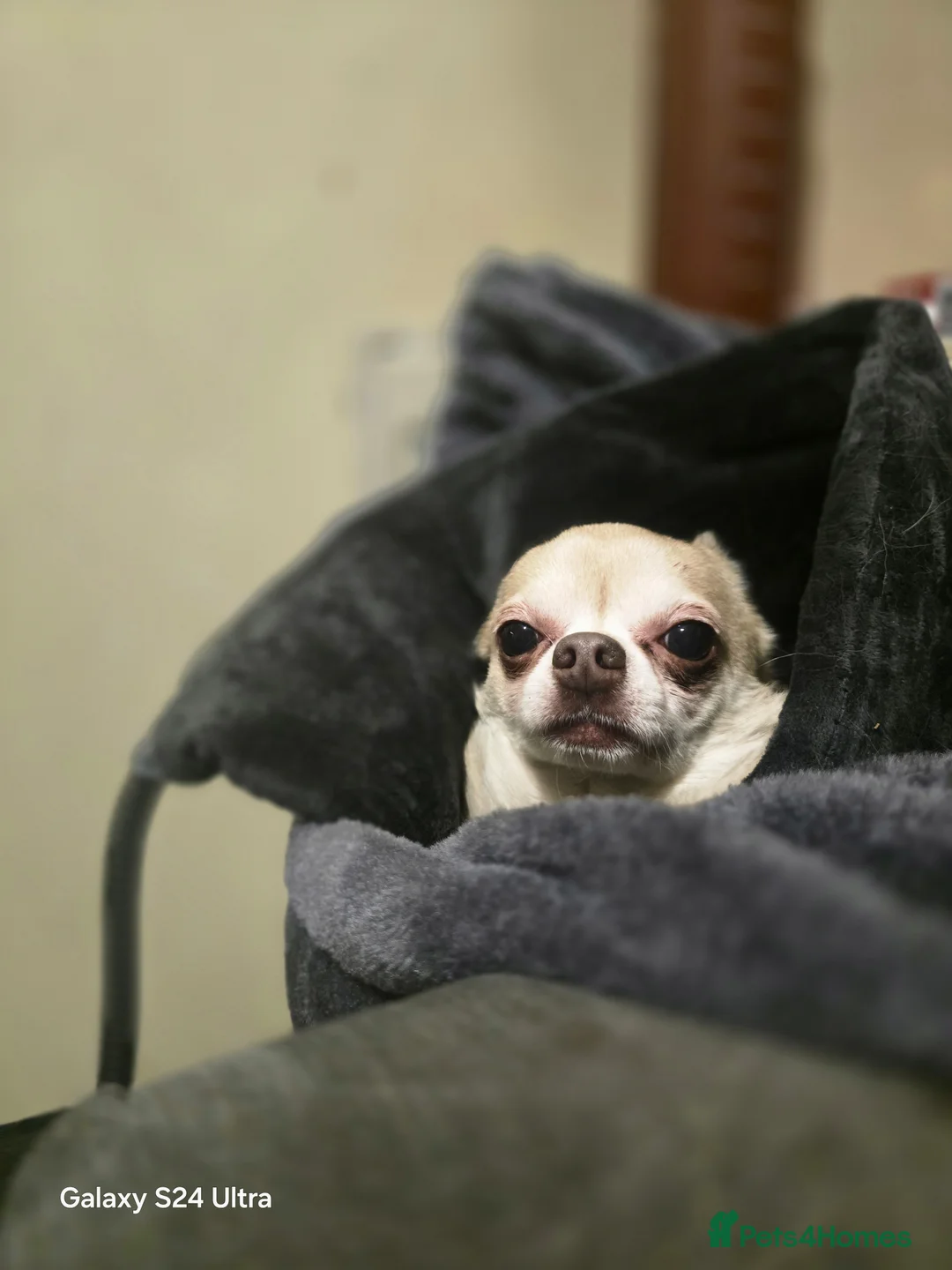 Chihuahua dogs for sale: 3 Beautiful Chi Ready for Their Forever Homes 🐶💕 - Advert 7