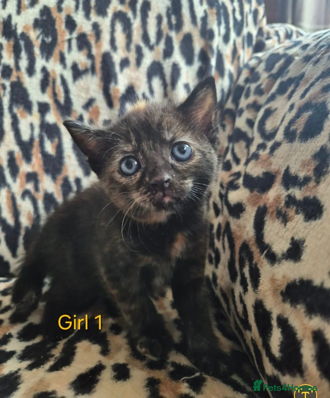 Egyptian Mau cats for sale: 3 beautiful kittens 😸  in Coulsdon - Advert 5
