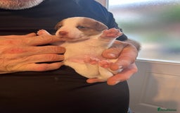 Jack Russell dogs for sale: Jack Russell puppies - Advert 6