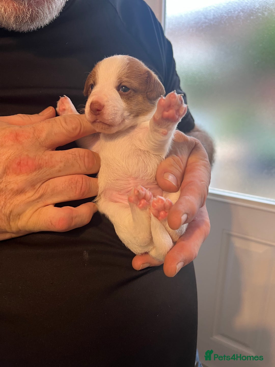 Jack Russell dogs for sale: Jack Russell puppies - Advert 6