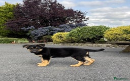 German Shepherd dogs for sale: Outstanding Male & Female German Shepherd Puppies - Image 3