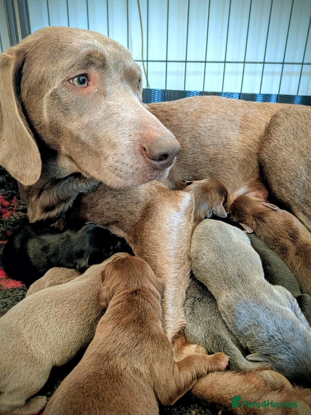 Labrador Retriever dogs for sale: Stunning Labrador Puppies from DNA Clear, 0/0 Mum - Image 2