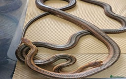 Boa Snake reptiles for sale: Columbian rainbow boa and king snakes - Image 6