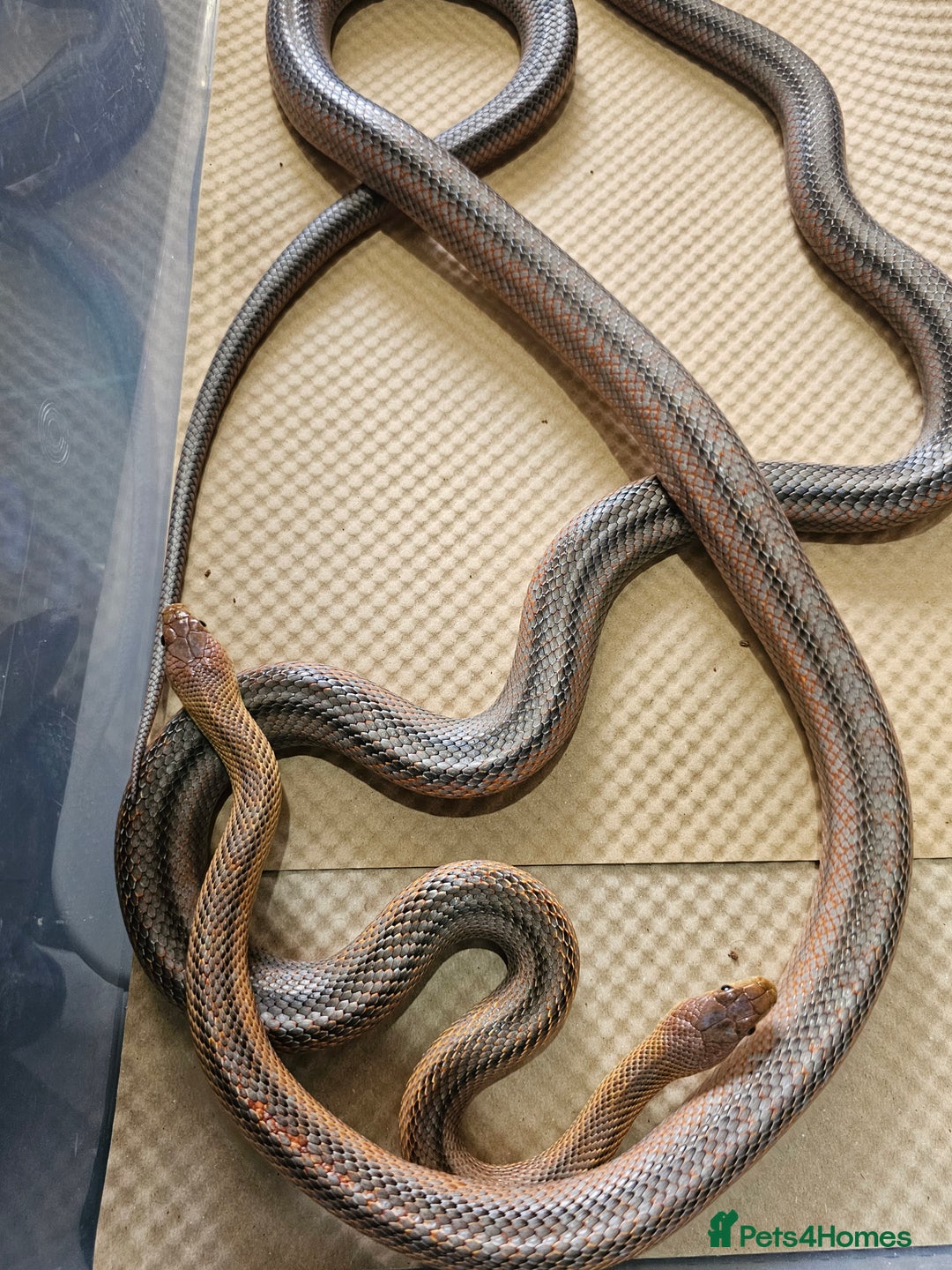 Boa Snake reptiles for sale: Columbian rainbow boa and king snakes - Image 6