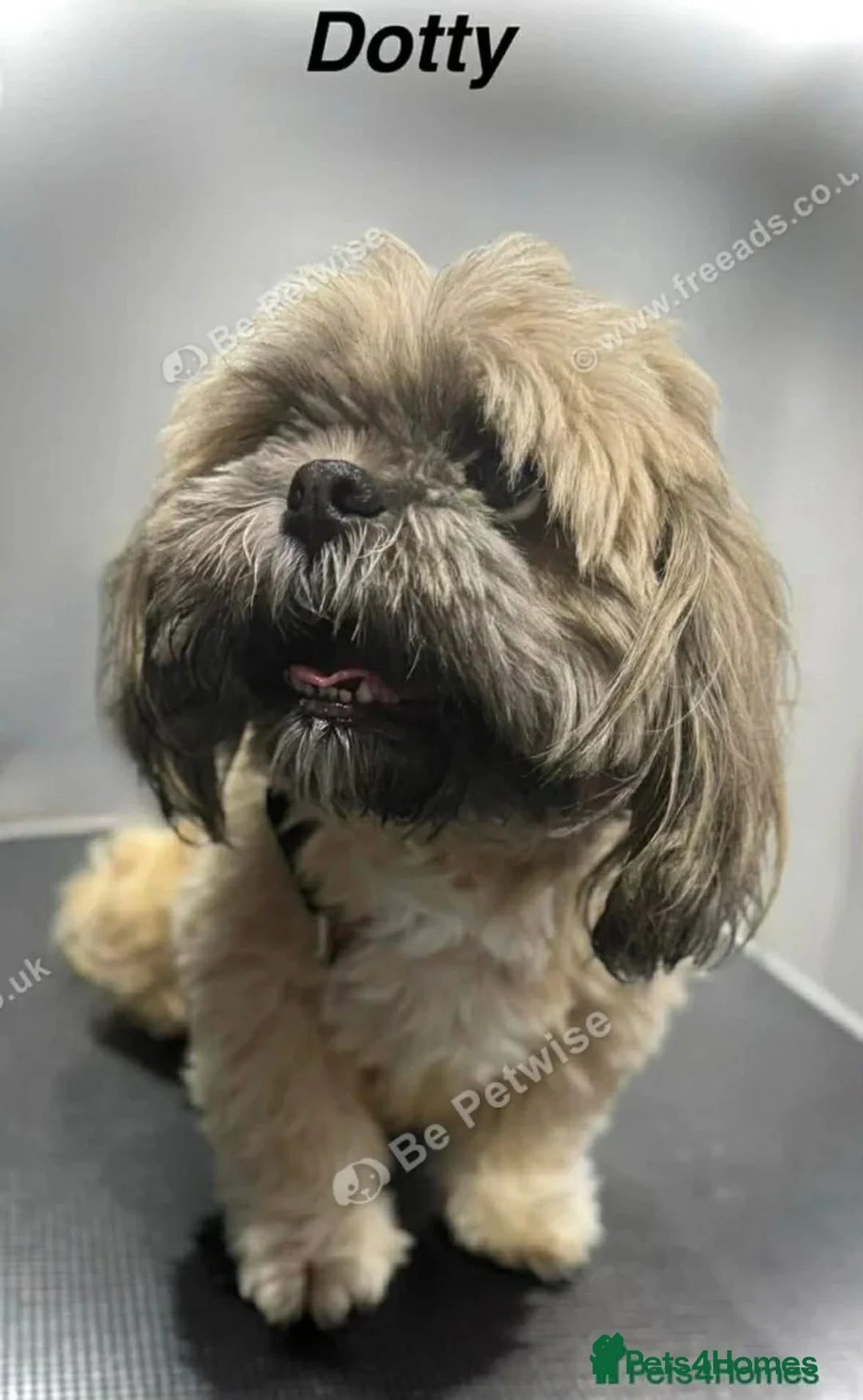 Shihpoo dogs for sale: 3 beautiful baby’s ready for there forever homes  in Doncaster - Advert 2