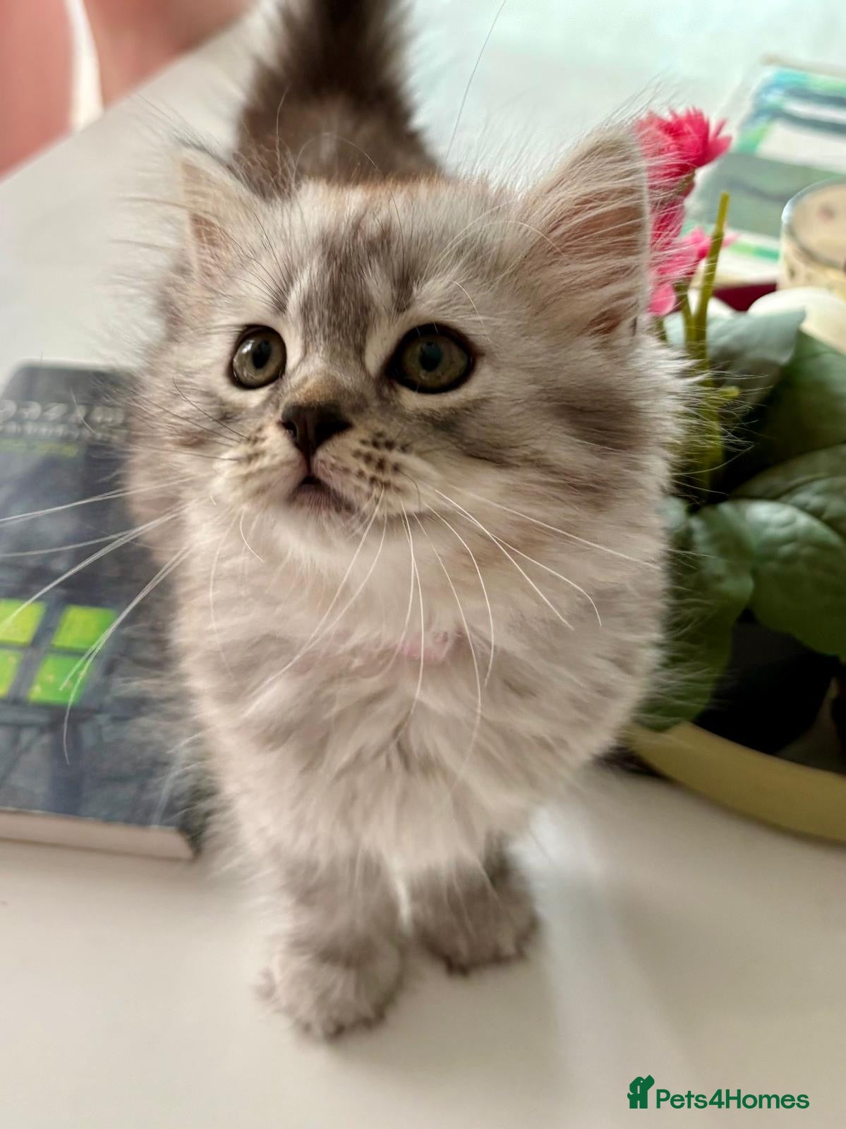 Mixed Breed cats Rare Silver Smoke Semi-longhair  Breed Cross - Advert 2