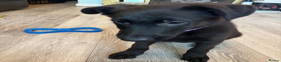 Mixed Breed Puppy 2
