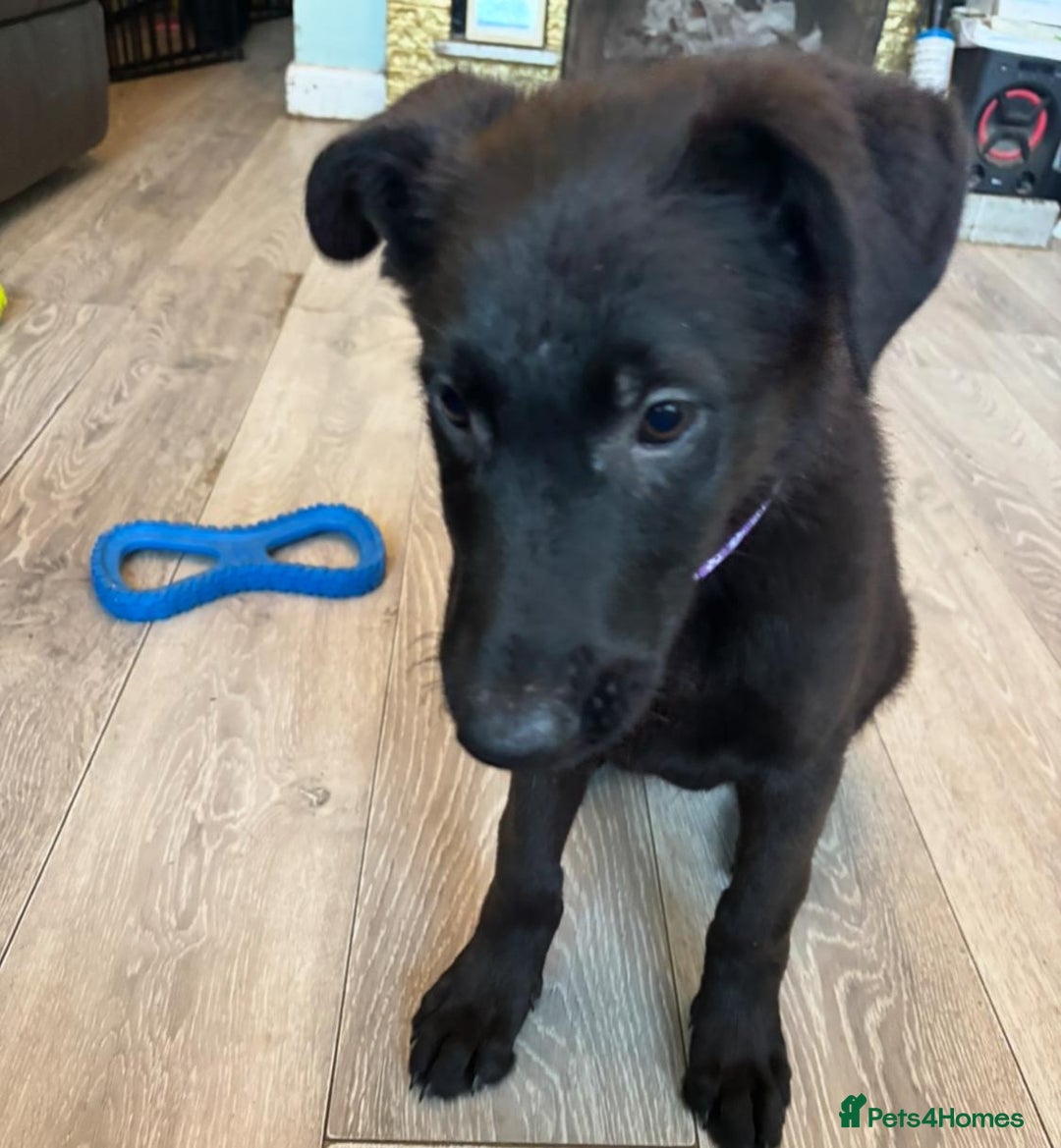 Mixed Breed dogs for sale: Standard poodle Cross German shephard   - Image 15