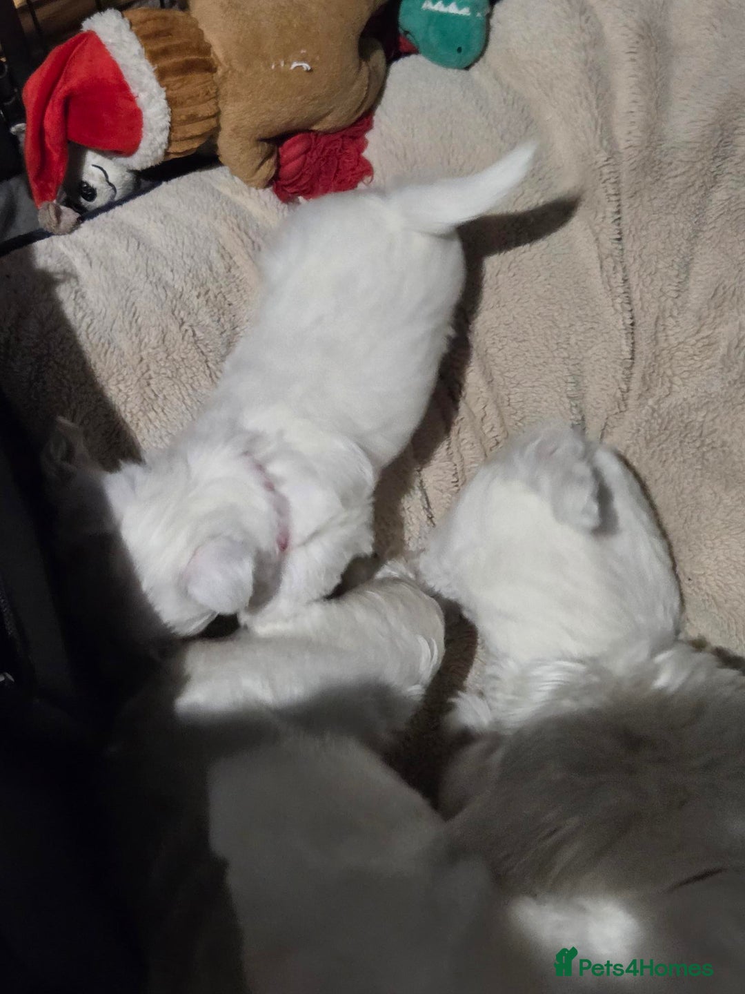 West Highland Terrier dogs for sale: Gorgeous pedigree westies, excellent bloodlines - Image 20