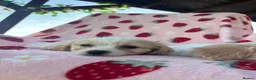 Cavapoo dogs for sale: Cavapoo puppies - Advert 14