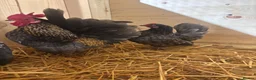 Chickens poultry for sale: Serama Chicks Worlds Smallest Chickens - Advert 1