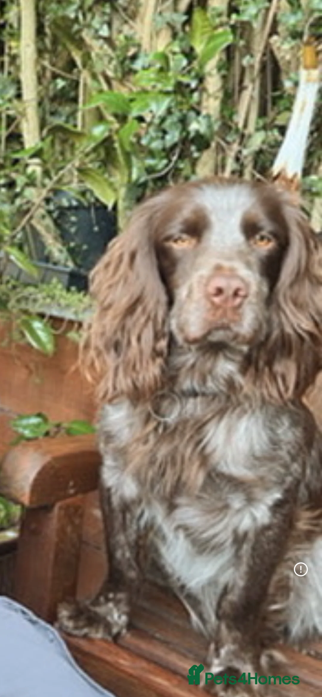 Sprocker dogs for sale: Sprocker puppies for sale  - Advert 8