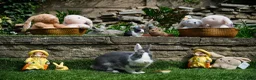 Netherland Dwarf rabbits for sale: Friendly Netherland Dwarf Rabbits with Large Hutch - Advert 10