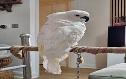 Cockatoo birds for sale: Umbrella Cockatoo - Image 3